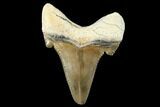 Serrated Fossil Auriculatus Tooth - Tuzbair, Kazakhstan #173794-1